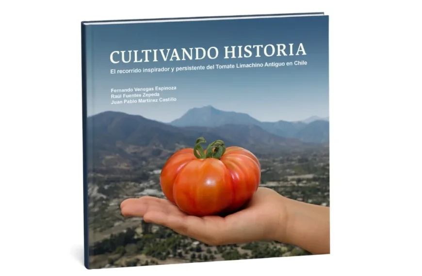 Tomate Limachino Antiguo: Cultura y Revitalización Agrícola