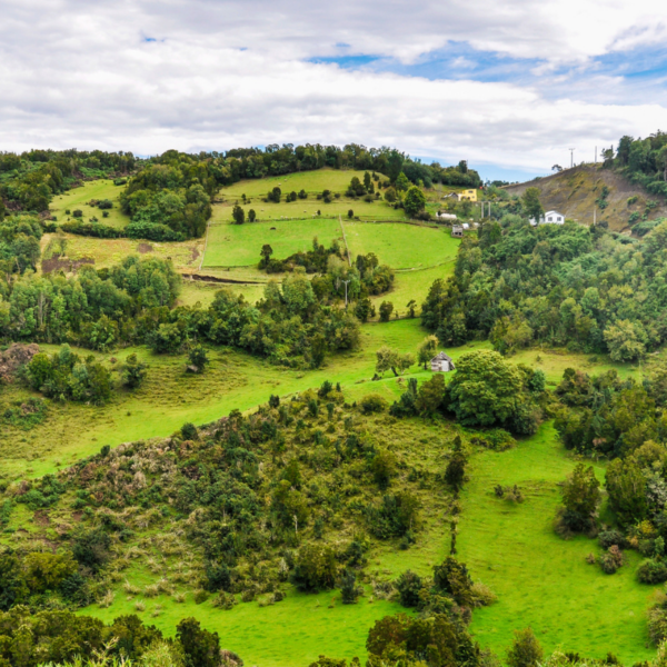 Seis comunas, una obra: el mapa humano de Tineo-Nueva Ancud